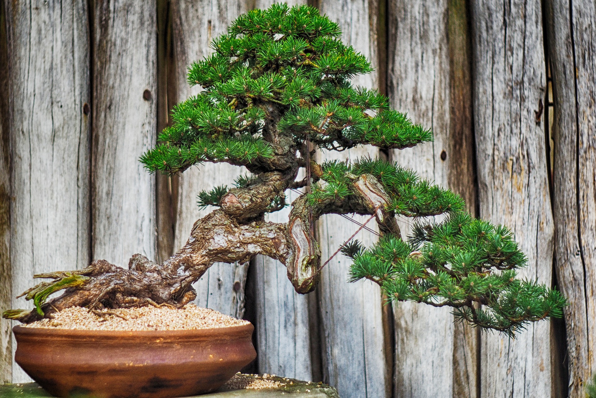 Bonsai Connubio Gentile Tra Natura E Arte