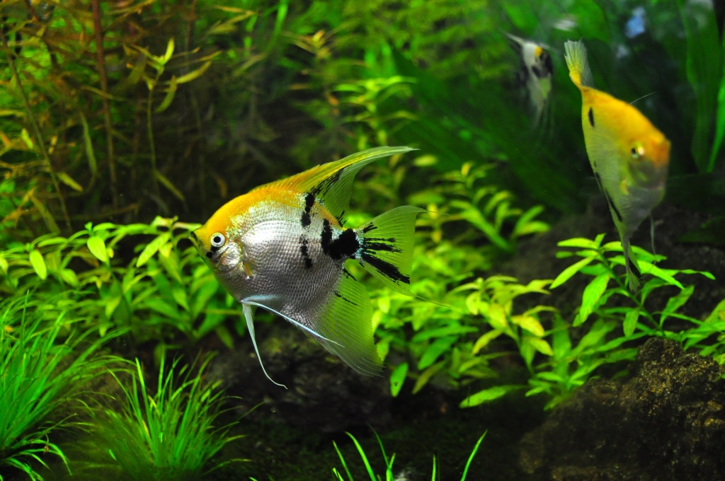 Acquario:foto coppia Scalari