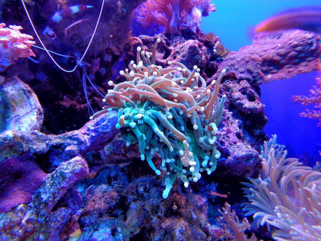 Acquario: foto invertrebati